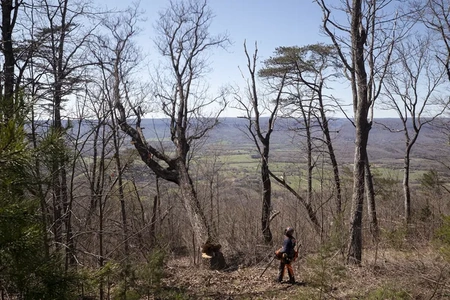 Pilarka spalinowa HUSQVARNA 585